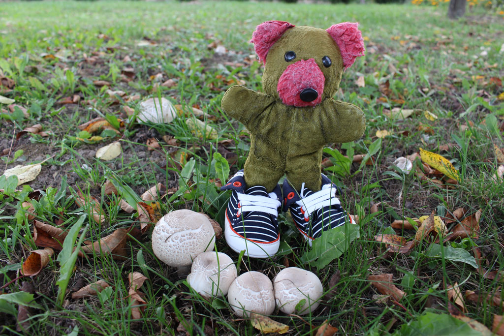  Mushrooms in the garden